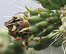 Mexico boasts the greatest diversity of cacti species