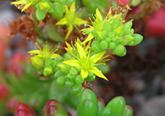 The flora is distributed over three main zones: the dry chaparral (shrubland), the canyon and the wetlands by the reservoir