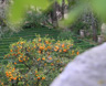 The garden is also a major center for botanical study in Portugal